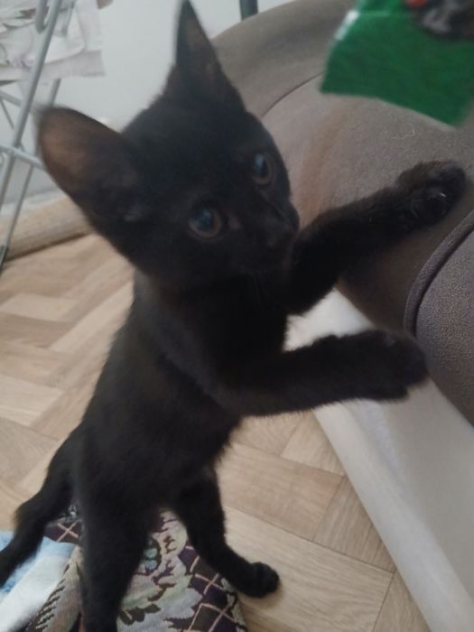 Котенок в добрые руки