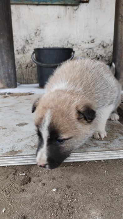 Отдам щенят в добрые руки