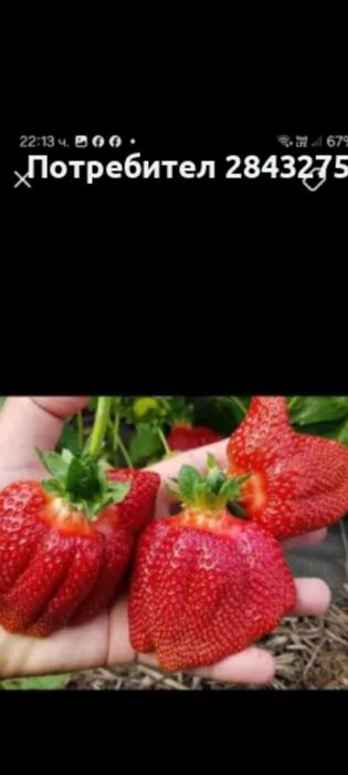 Продавам разсад ягоди и малини