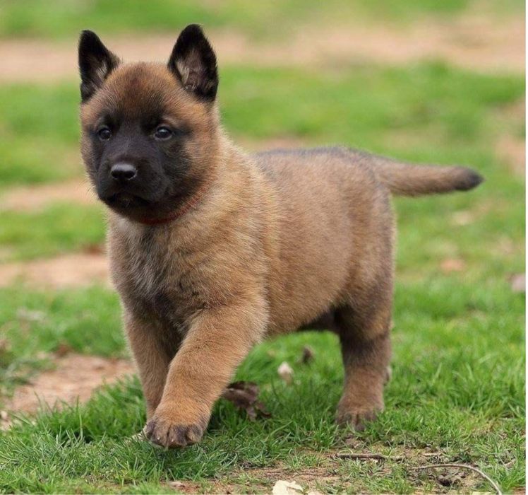 Продам щенка бельгийской овчарки (кобель)