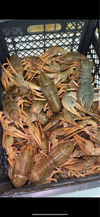 Живые свежие  раки!