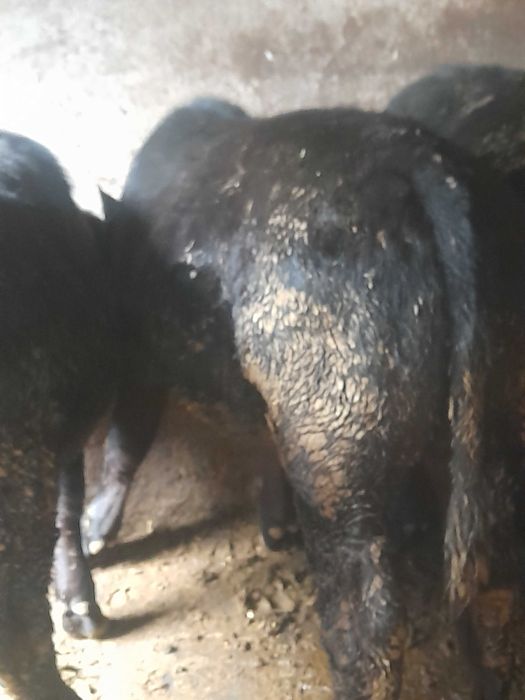 2 taurasi angus ,o vitica belgiana,o vaca bruna