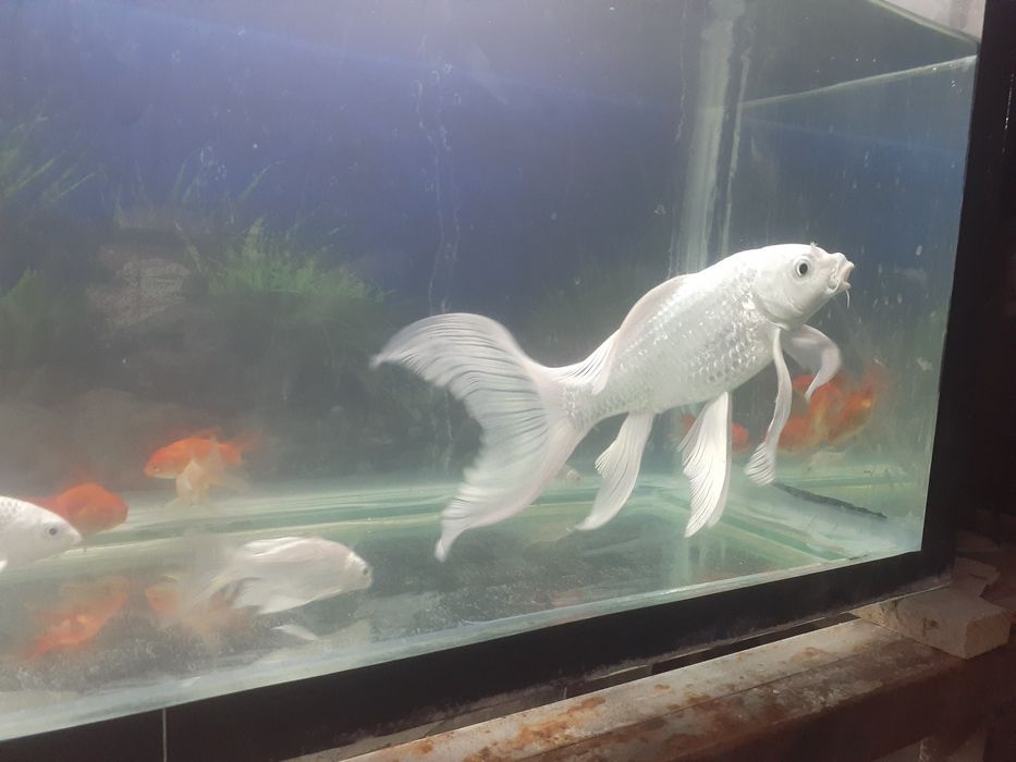 Baliq Koya platinum kichik katta bor