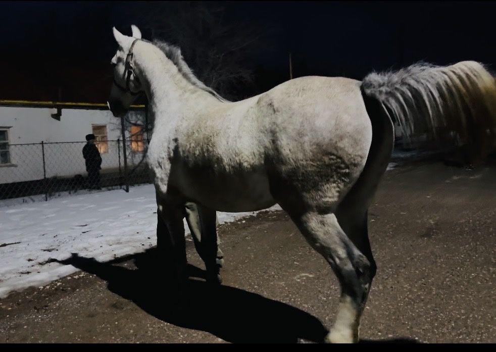 Продам Орловскую Кобылу