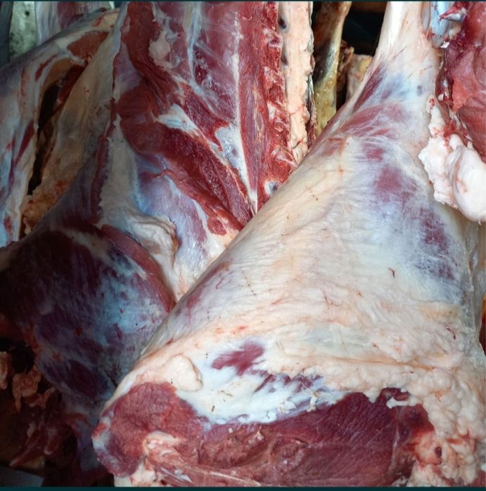 Говядина мясо оптом тушами