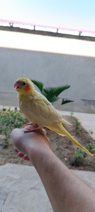 Ruchnoy karella bolari