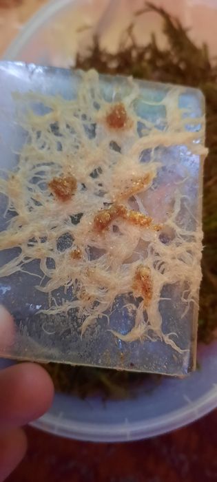 Cultura grindal pesti