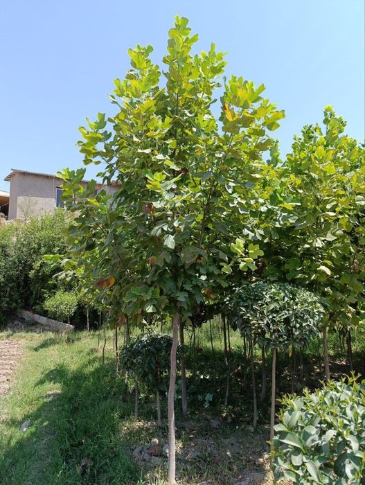 “Samarqand Agro Dizayn” kompaniyasi tomonidan Лоловое дерево (Lola dar