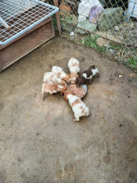 Епаньол бретони - произход от Испания/ Барселона/ Баща - Ради  Савич