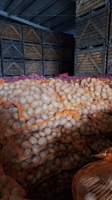 Vand cartofi consum 50+