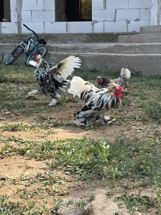 Японский куры,бентамки