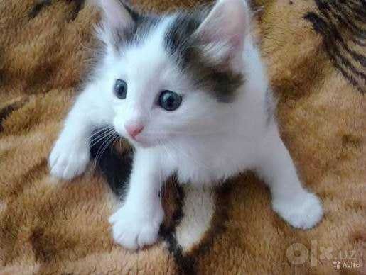 Котята. В добрые руки.