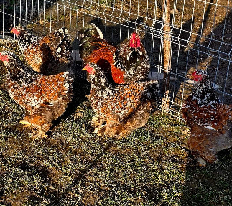 Ouă pentru incubat!