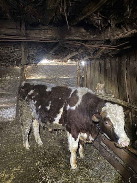 Откорм бұқа (бык)