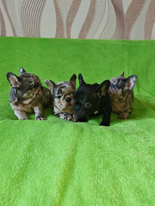 Предлагаю щенков Французский бульдок