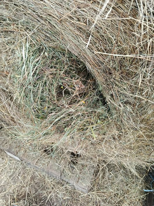 Fân, fan de vanzare