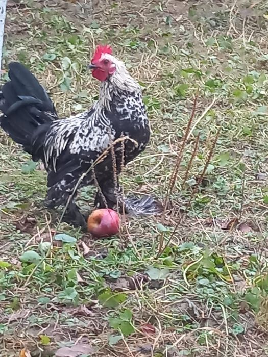 Cocoși mii de flori