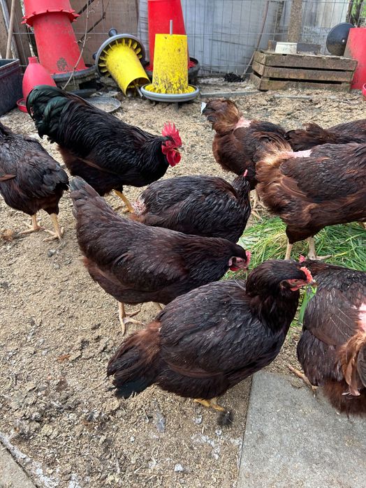 Puisori și ouă Rhode Island