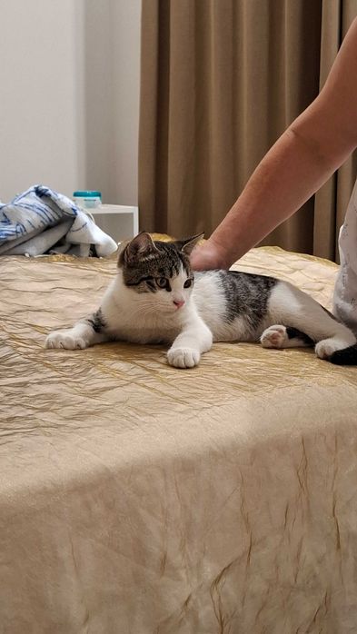 Отдам котят мальчиков Алматы
