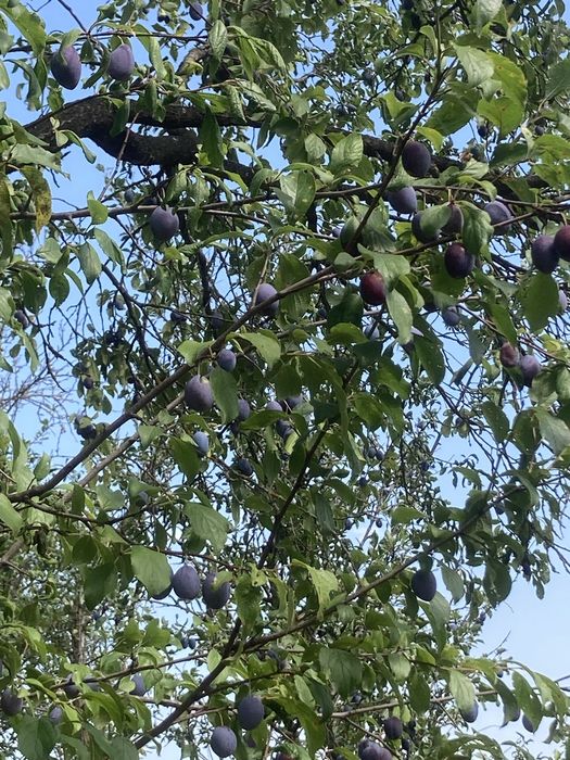 Vand prune Bistrițe si Stanley