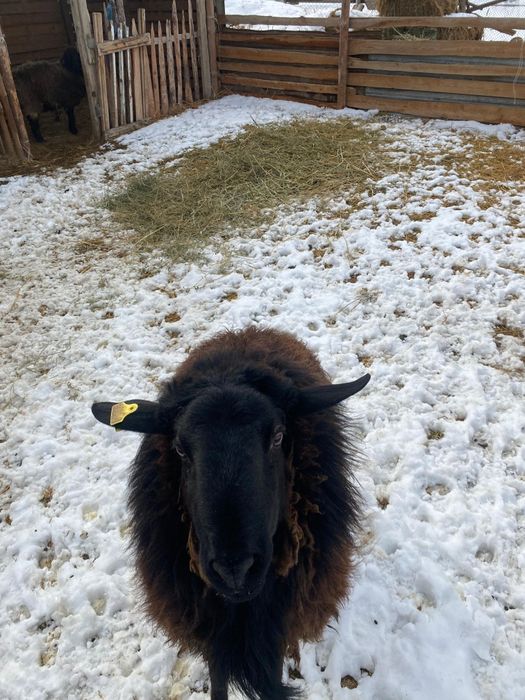 Қошқар сатылады 150 мын