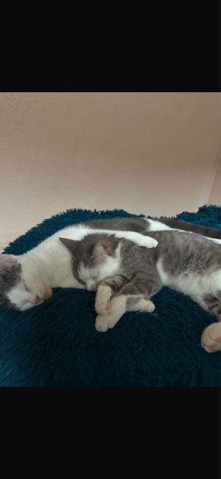 Кошки блезняшки