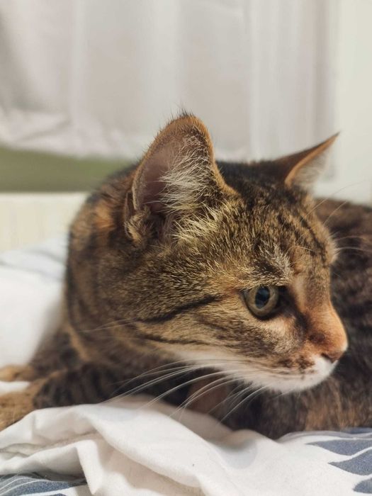 Търси се дом за домашна котка