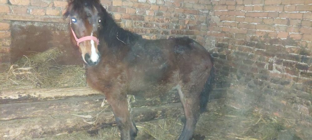 Vând Mânz blând .