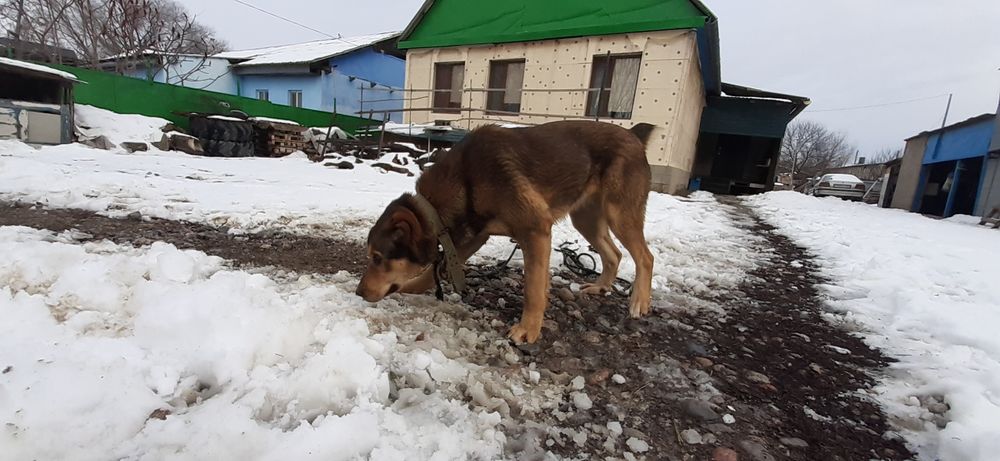 Продам щенок САО Төбет