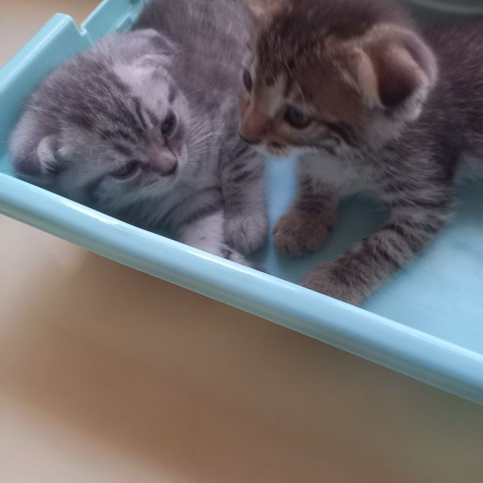 Вислоухие котята 1,5 месяц