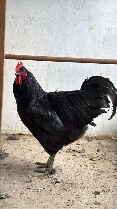 Джерсийский гигант  Гигант