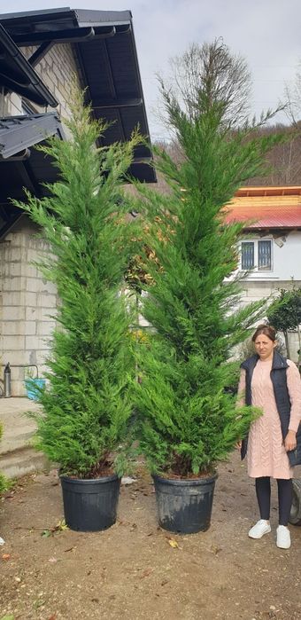 Leylandy green toate dimensiunile