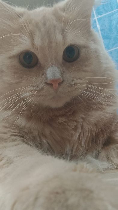 Срочно отдам кота