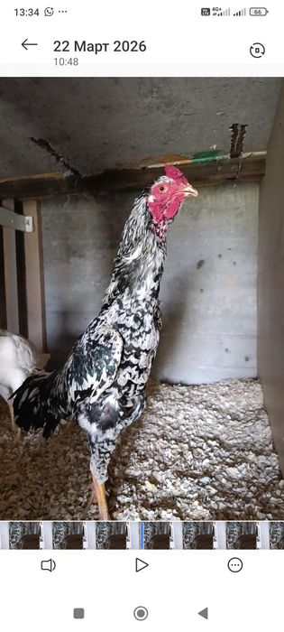 Апрельский Шамо кытай