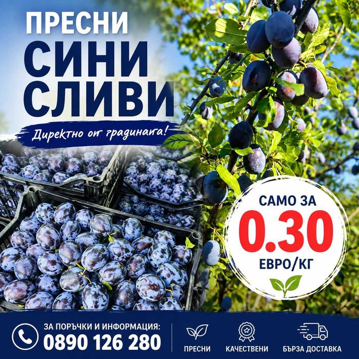 Сини сливи сорт стенлей