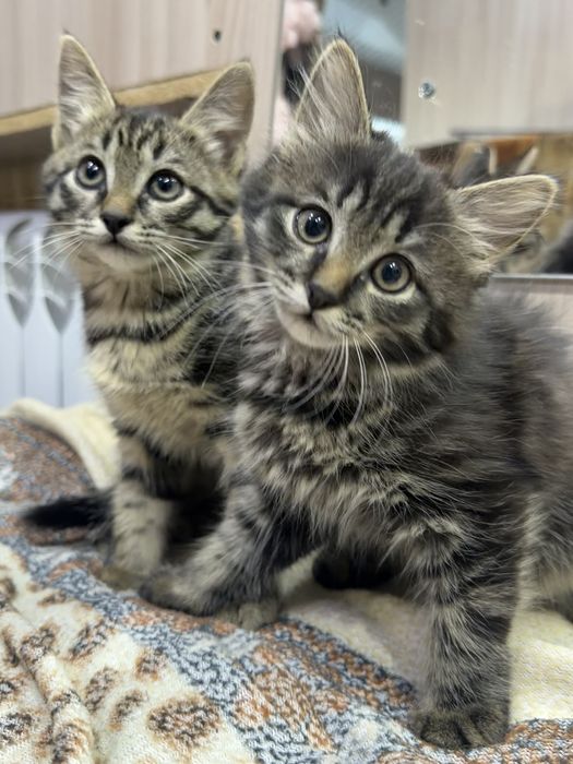 Отдам котят в добрые руки