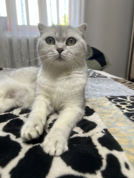 Британский серебристый шиншилла