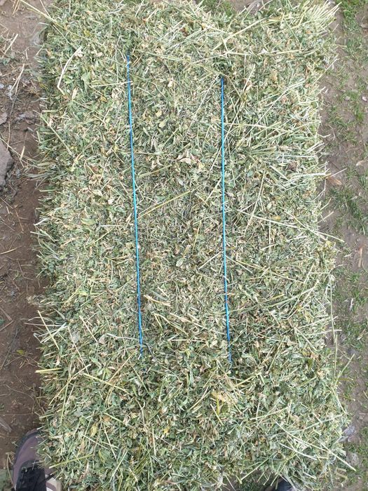 Vand baloți lucernă