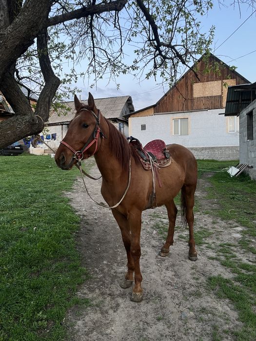 Кровленый донен