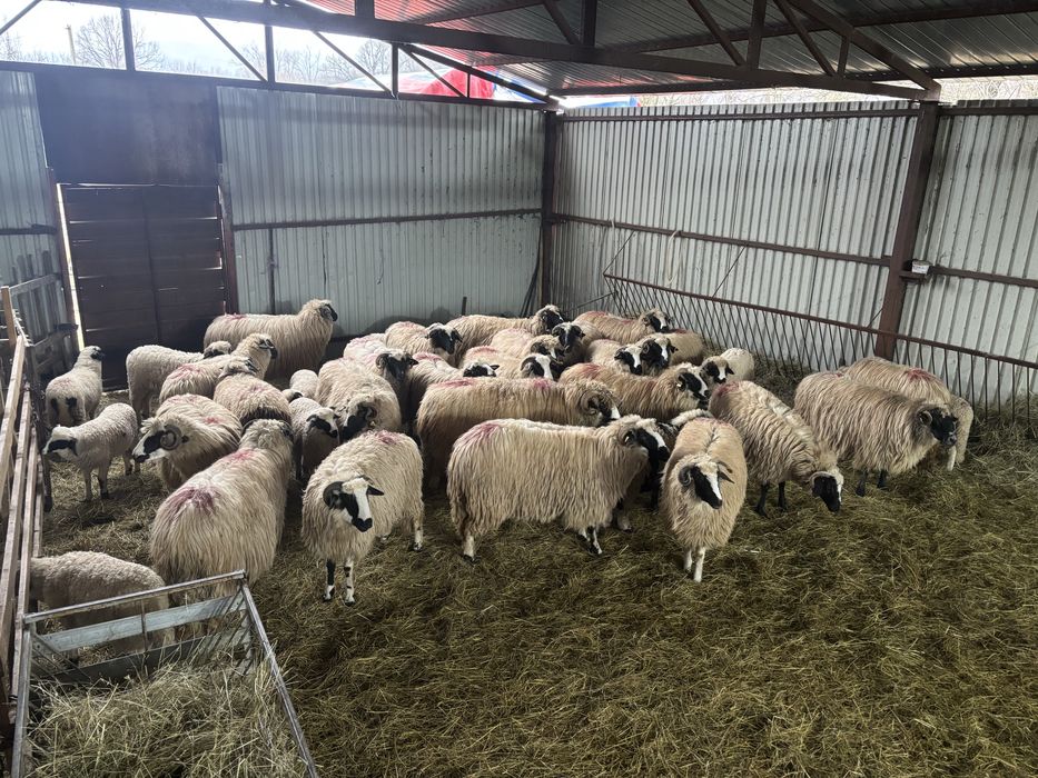 Oi de vanzare majoritatea cu mieii langa  ele