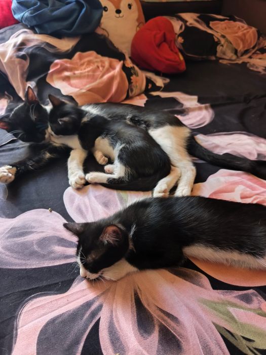 Adoptie pui pisica