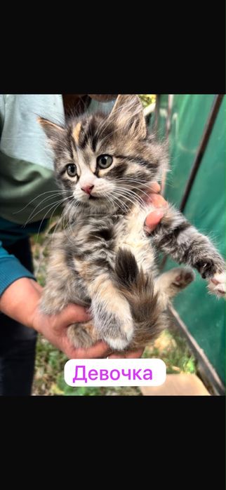 Отдам красивеньких котят
