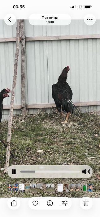 Қаны таза дакан сатылады