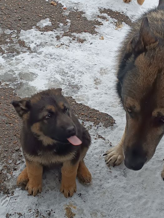 Продажа животных