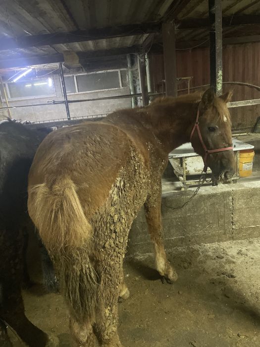 Продам жеребчиков (тай, кунан)