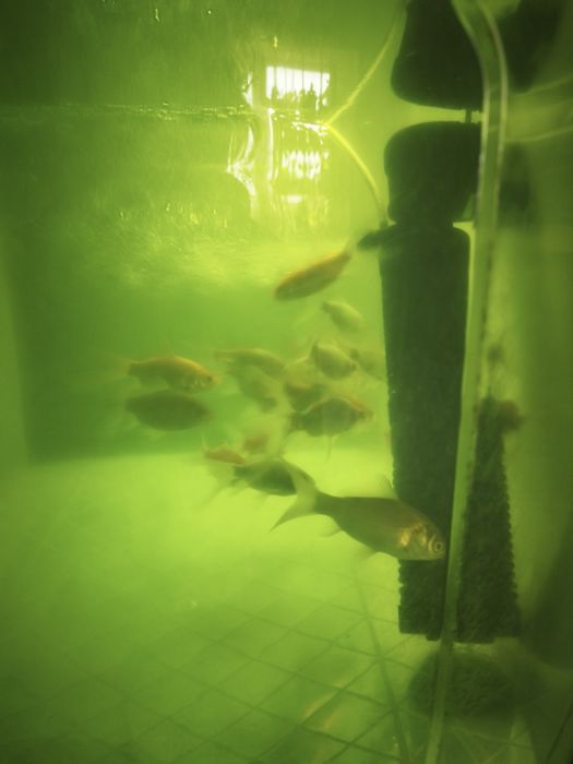 Комета. Рыбки. Продам