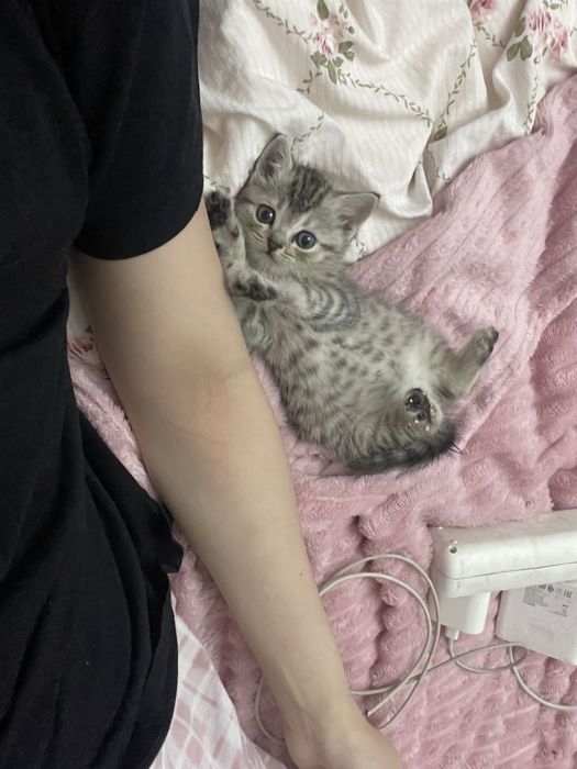 котенок британка