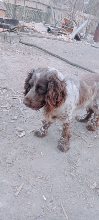 Спаниель Продам охотника