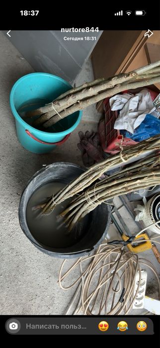 Тополь.  1-2метр