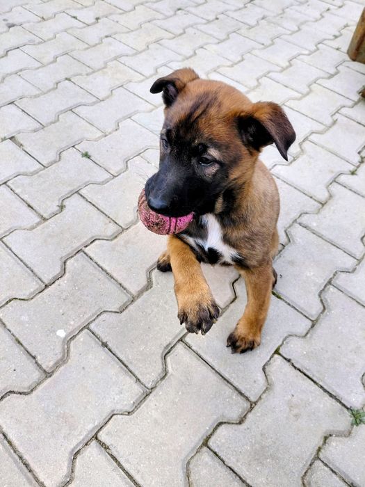 Белгийска овчарка